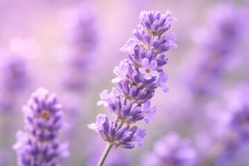 Obraz premium Macro Photography Of Lavender Flower With Soft Purple Tones And Natural Blurred Background, calm floral aesthetic, symbolizing relaxation, wellness and natural beauty.