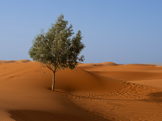 Fototapeta premium Solitary Tree Growing on Sand Dune in Moroccan Sahara Desert