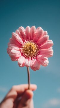 Hand Holding a Pink Gerbera Daisy Against a Clear Blue Sky, Symbolizing Optimism and Natural Beauty