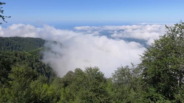Aerial view above clouds reveals forested mountain landscape within Bolivia Yungas region. Lush greenery and misty valleys create serene nature scenery across high altitude wilderness.