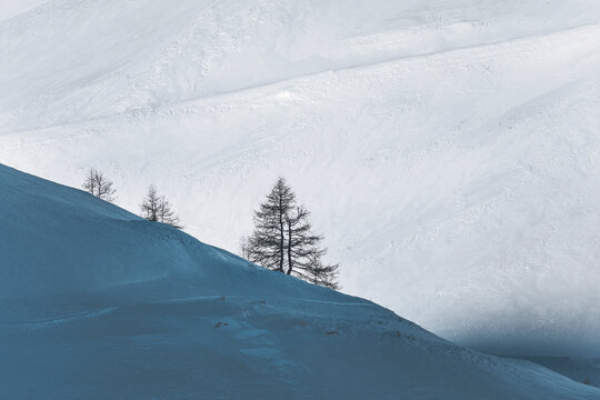 snow covered meadows and lonely pine tree at col de lautaret in french alps