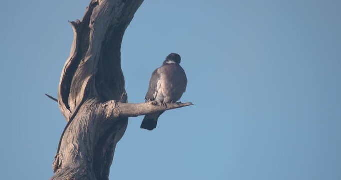 Pigeon dove bird perched on tree branch close up