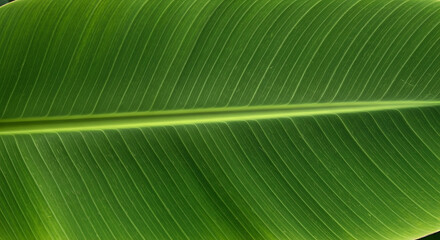 Close-up macro view of a vibrant green banana leaf showing intricate parallel veins and a central stem, showcasing nature's detailed patterns