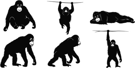 Ape silhouette poses, sitting, hanging, walking, lying, upright posture, black vector, isolated set, primate behavior, animal anatomy reference © MstRajina