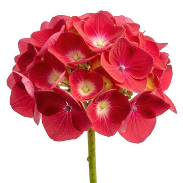 A vibrant red hydrangea flower with intricate petals and a green stem