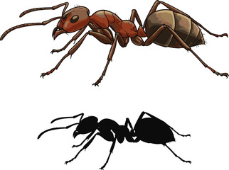 Detailed ant insect illustration with silhouette, realistic anatomy comparison, black and colored vector art isolated on white background © It's Raju