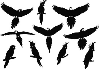 Obraz premium Set of flying and perched parrot silhouettes with spread wings isolated on white background vector illustration