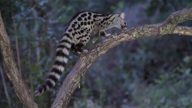 A wild Genet (Genetta genetta) search food an looking for prey, hunting, moves in a natural forest environment habitat, showing agility, balance, and natural behavior of a nocturnal predator.