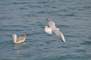 Fototapeta premium The beautiful bird Larus ridibundus (Black-headed Gull) in the natural environment 