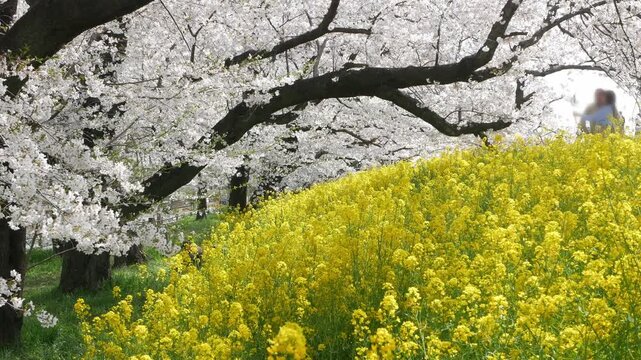 natural spring landscape green space with cherry blossom sakura trees contrasting with yellow rapeseed flowers flied in sunny spring day, sakura plum flower petal in Kumagaya Saitama Japan.