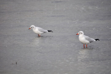 Obraz premium The beautiful bird Larus ridibundus (Black-headed Gull) in the natural environment