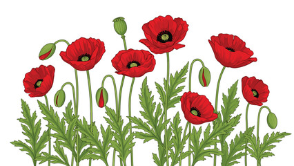 Obraz premium Vibrant red poppy flowers with green stems and buds are arranged in a horizontal composition, creating a beautiful floral garden illustration.