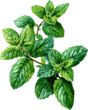 Fresh sprig of aromatic mint leaves growing on a green stem isolated on transparent background
