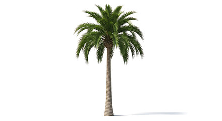 Obraz premium Tall palm tree with green leaves and textured trunk