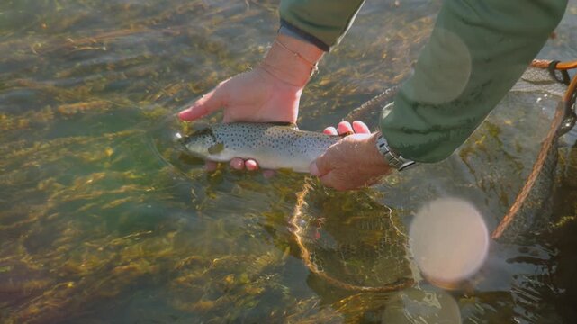 Releasing a beautiful brown trout back into the water