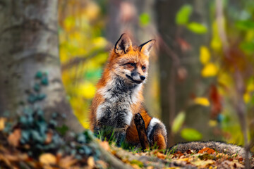 Fototapeta premium Cute portrait of a red fox (Vulpes vulpes), the largest of the true foxes and one of the most widespread members of the order Carnivor. Predator with thick orange fur in natural reserve in Sauerland.