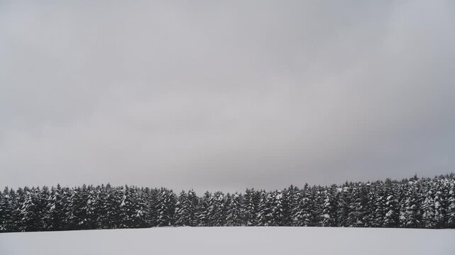 雪原と針葉樹の森