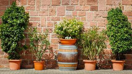 Fototapeta premium Green Plants on a Wall With a Wooden Barrel and Terracotta Pots in a Garden Setting During Daylight