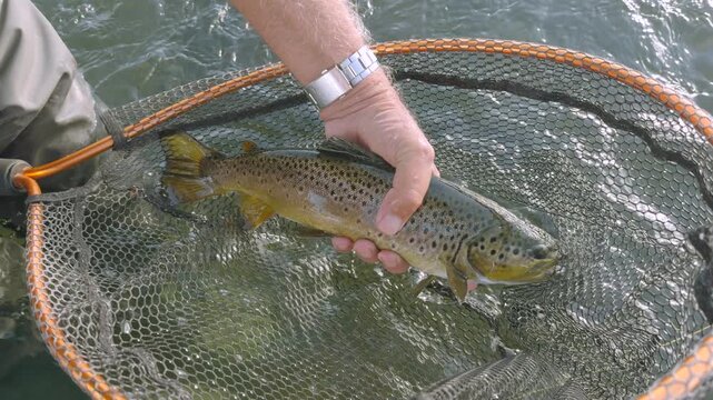 Releasing a beautiful brown trout back into the water