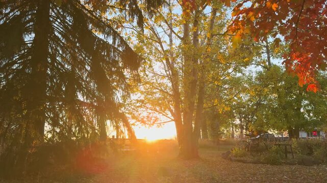 Backlit video of trees with autumn leaves