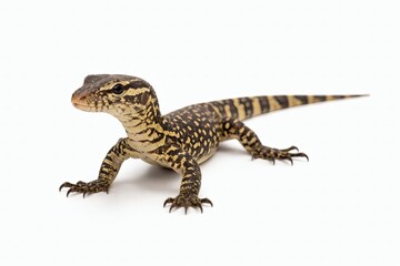 Naklejka premium Monitor Lizard Young Standing Calmly with Detailed Skin Isolated on White Seamless Background