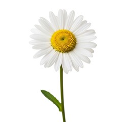 White daisy flower with yellow center isolated on white background