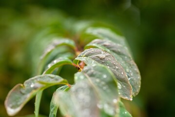 Plant list 2025 - Spiraea trichocarpa
