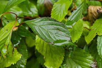 Plant list 2025 - Viburnum farreri (Nanum)