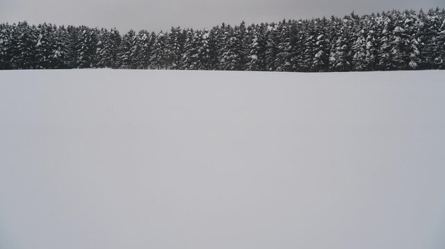 雪原と針葉樹の森