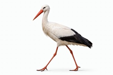 Stork Walking Slowly Forward, Controlled Movement, Balanced Proportions, Isolated White Background Stock Photo