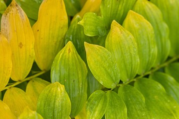 Plant list 2025 - Polygonatum odoratum