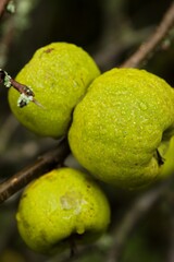 Plant list 2025 - Chaenomeles speciosa (Nivalis)