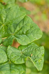 Plant list 2025 - Cercis canadensis (Little Woody)