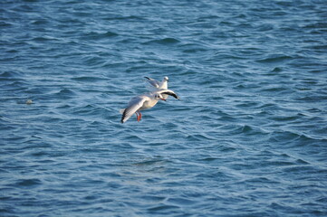 The beautiful bird Larus ridibundus (Black-headed Gull) in the natural environment