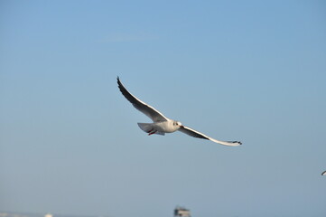 Obraz premium The beautiful bird Larus ridibundus (Black-headed Gull) in the natural environment