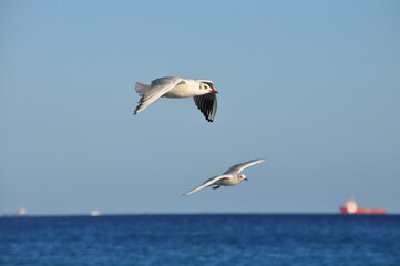 The beautiful bird Larus ridibundus (Black-headed Gull) in the natural environment