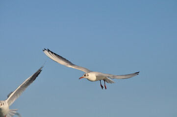 The beautiful bird Larus ridibundus (Black-headed Gull) in the natural environment