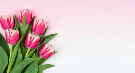 Obraz premium Beautiful pink tulips for mom on mother's day with love and flowers