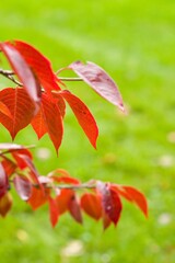 Plant list 2025 - Viburnum prunifolium