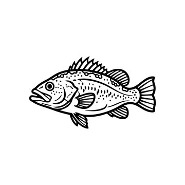 calico bass fish bold outline illustration