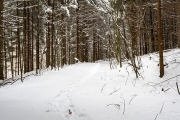 Winter landscape featuring a snow-covered forest path surrounded by tall, thin trees. The soft white snow blankets the ground, creating a serene atmosphere ideal for nature lovers.