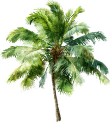 Fototapeta premium A tall palm tree standing gracefully against a plain background with lush green fronds and a brown trunk isolated on transparent background