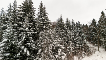 Obraz premium A serene winter landscape featuring a dense evergreen forest blanketed in fresh snow. The scene conveys tranquility and invites exploration in a picturesque outdoor setting.