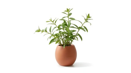 green plant in a pot