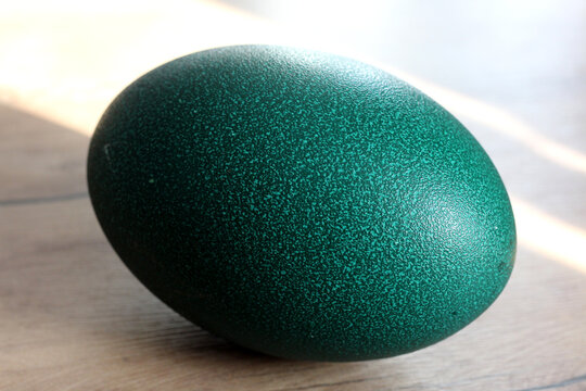 Large emu egg with a unique dark green textured shell. The emerald-colored bird egg lies on a wooden surface in natural light, showcasing its natural grainy pattern and deep forest green gradient.