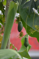 Green unripe papaya fruit with blossoms close up in tropical garden