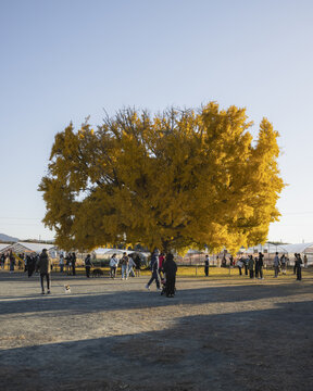 Toyokawa, Japan - 06 December 2025: View of a golden ginkgo tree standing majestically amidst a crowd, its vibrant leaves contrasting against the clear blue sky.
