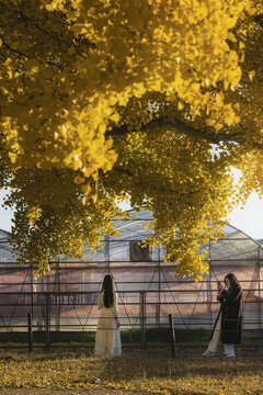 Toyokawa, Japan - 06 December 2025: View of two figures beneath a ginkgo tree, its golden leaves framing a greenhouse structure in a soft, autumnal light.