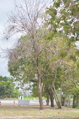 Dry Tree And Green Foliage In Park Landscape Under Cloudy Sky