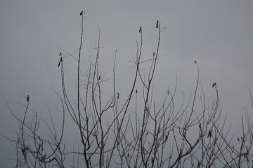 Bare Tree Branches Silhouette Against Gray Sky Background